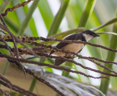 Rhipidura javanica