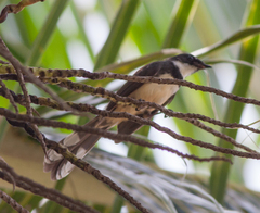 Rhipidura javanica