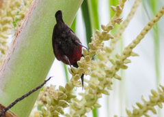 Leptocoma brasiliana