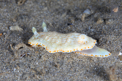 Goniobranchus epicurius