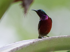 Leptocoma brasiliana