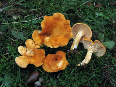 Hydnum rufescens