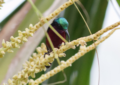 Leptocoma brasiliana