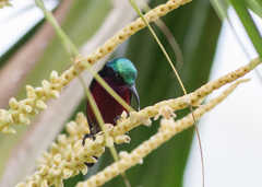 Leptocoma brasiliana