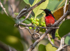 Leptocoma brasiliana