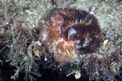 Thysanozoon brocchii