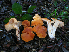 Hydnum rufescens