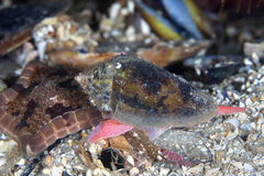 Conus anemone
