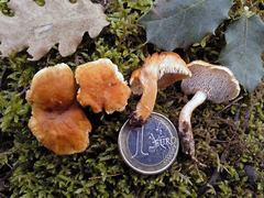 Hydnum rufescens