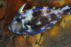 Meuschenia freycineti