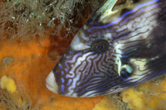 Meuschenia freycineti