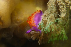 Flabellina