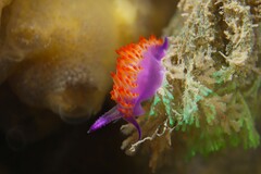 Flabellina
