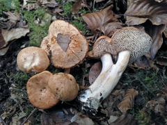 Hydnum rufescens