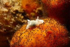 Trapania aureopunctata