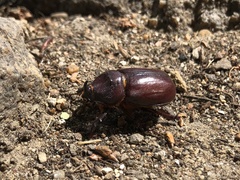 Oryctes nasicornis