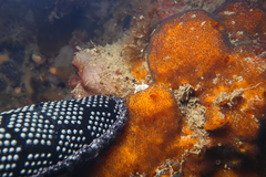 Trapania aureopunctata