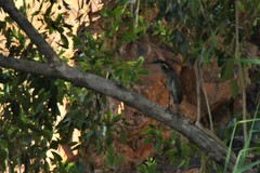 Ixobrychus flavicollis