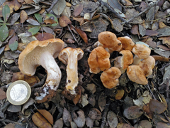 Hydnum rufescens