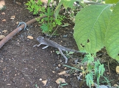 Chamaeleo chamaeleon