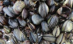 Choromytilus meridionalis
