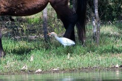 Bubulcus ibis coromandus