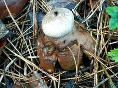 Geastrum rufescens