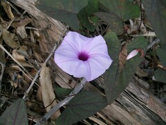 Ipomoea gracilis