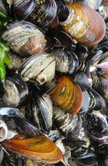 Choromytilus meridionalis