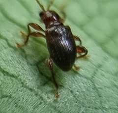 Lipromorpha
