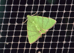Eulepidotis viridissima