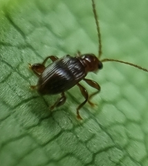 Lipromorpha