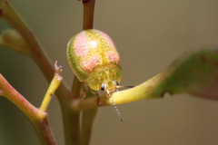 Paropsisterna fastidiosa