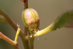 Paropsisterna fastidiosa