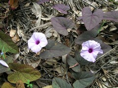 Ipomoea gracilis