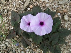 Ipomoea gracilis