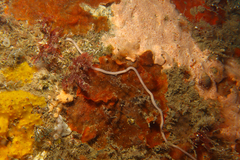 Baseodiscus delineatus
