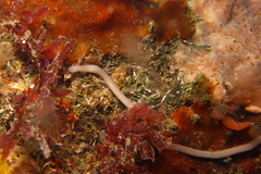 Baseodiscus delineatus