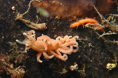 Phyllodesmium serratum