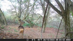 Capreolus capreolus