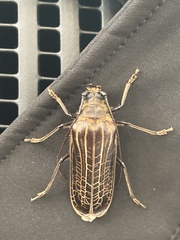 Prionoplus reticularis