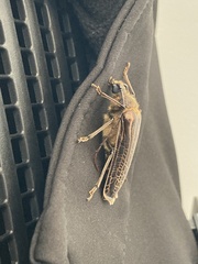 Prionoplus reticularis