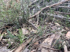 Pultenaea reflexifolia