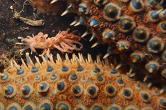 Phyllodesmium serratum