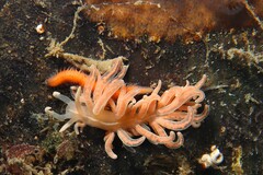 Phyllodesmium serratum