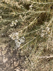 Acanthophyllum acerosum