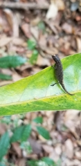 Brookesia minima