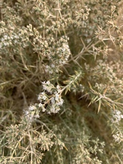 Acanthophyllum acerosum