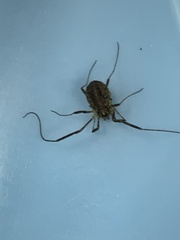 Oligolophinae