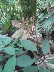 Burmeistera multiflora